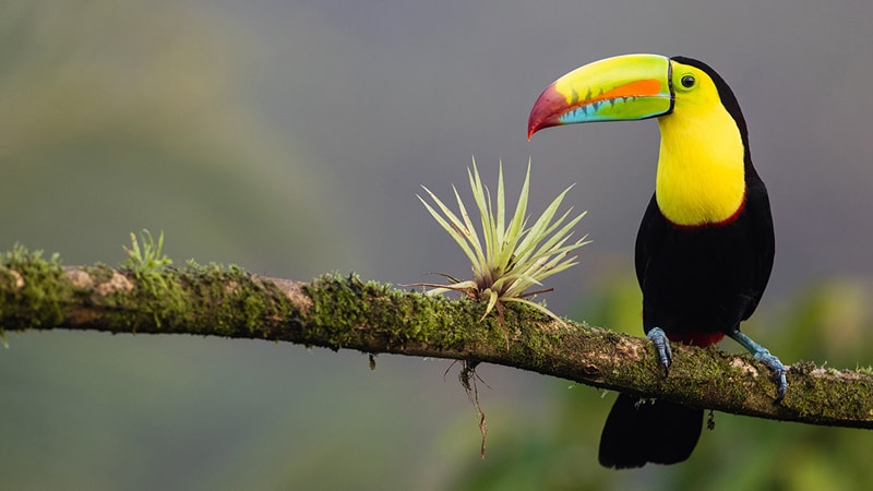 Keel-billed Toucan on a branch in Costa Rica